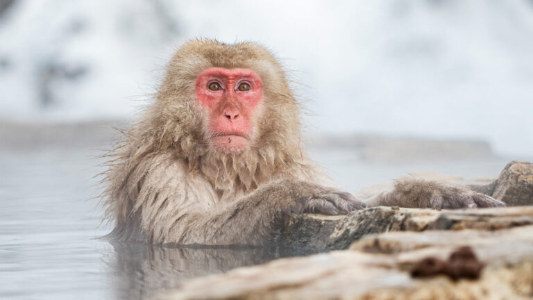 Monkey sitting in a hot spring